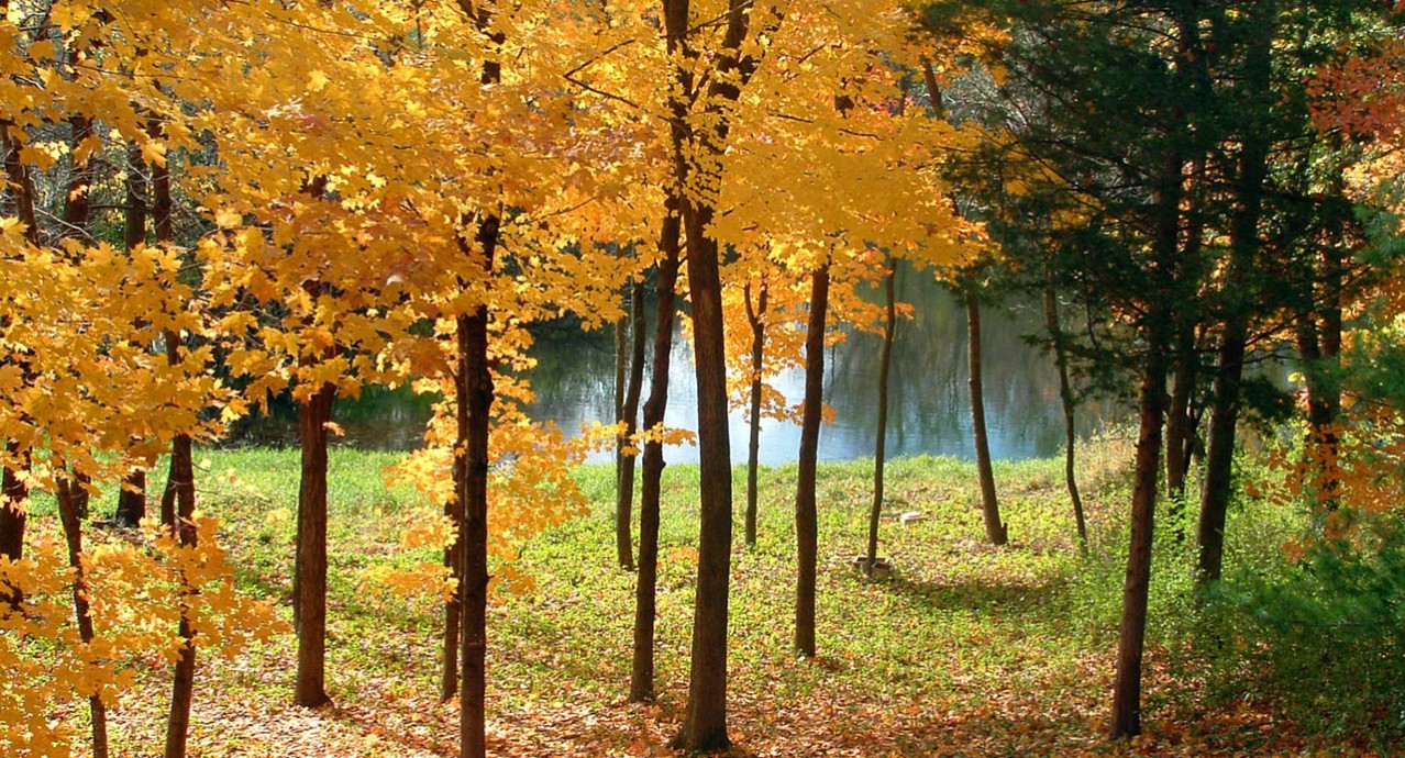 forêt_dordogne_perigord