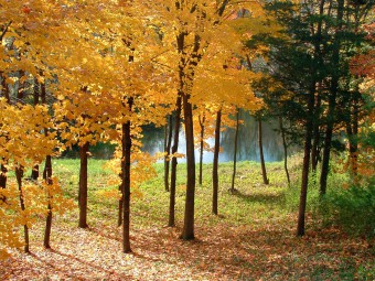 forêt_dordogne_perigord