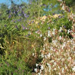 Jardins d'eau_carsac_aillac_dordogne_perigord