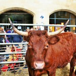 Les Journées du terroir_sarlat_perigord_dordogne