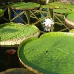 Jardins d'eau_carsac_aillac_dordogne_perigord