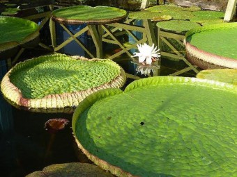 Jardins d'eau_carsac_aillac_dordogne_perigord