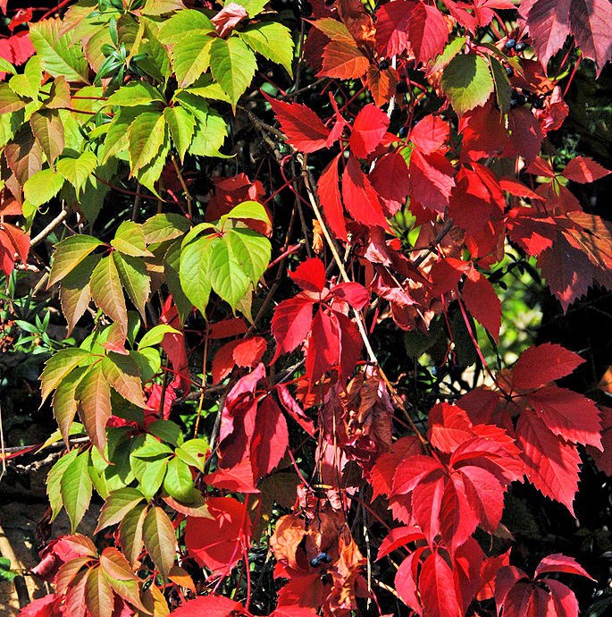 jardins-exotique_jardin-exotique_Roque_Gageac_dordogne_perigor