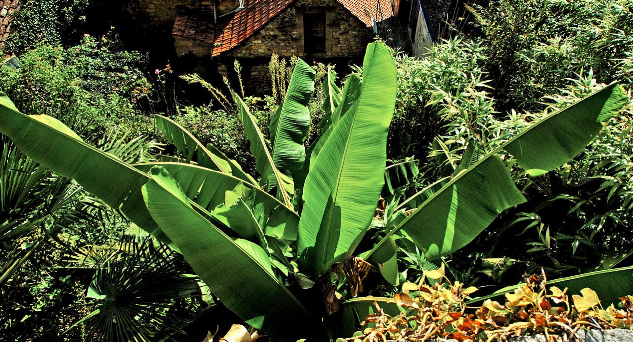 jardins-exotique_jardin-exotique_Roque_Gageac_dordogne_perigor