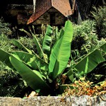 jardins-exotique_jardin-exotique_Roque_Gageac_dordogne_perigor