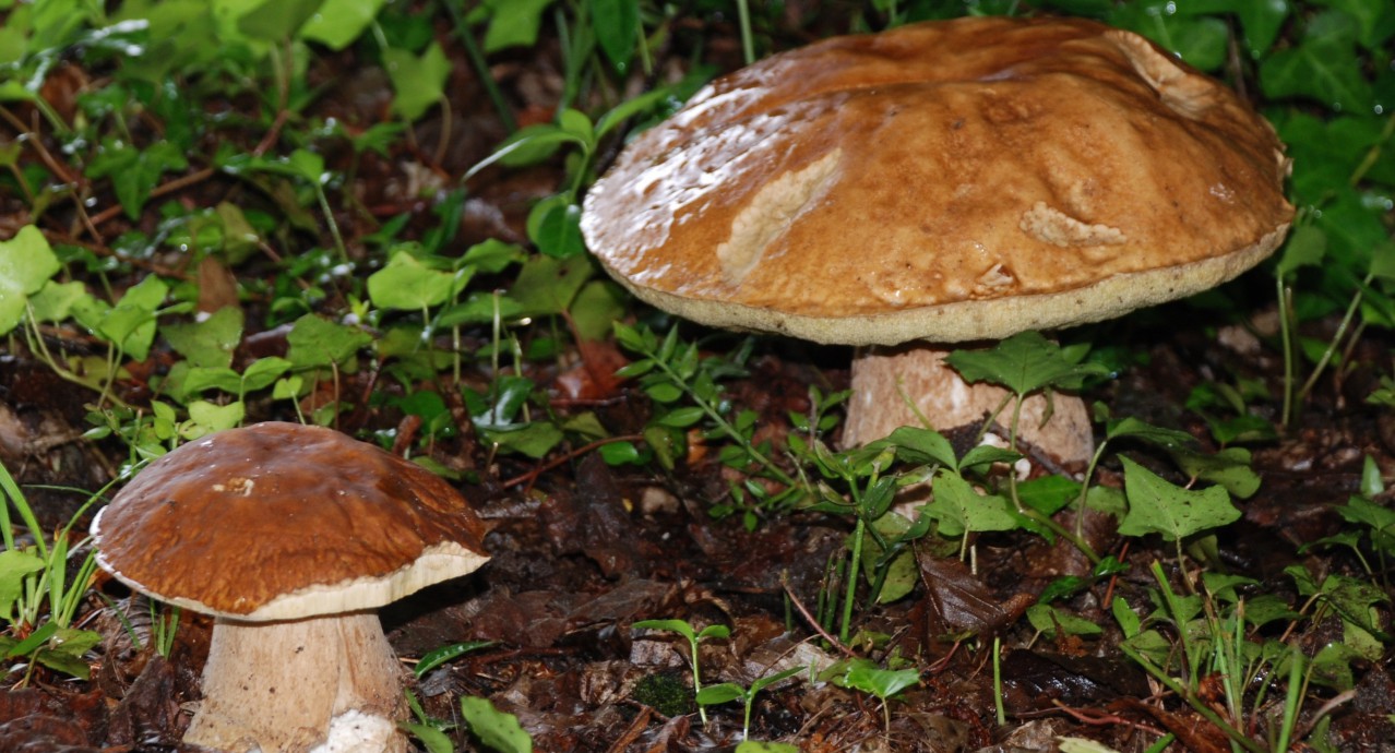 cepes_perigord_dordogne