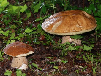 cepes_perigord_dordogne