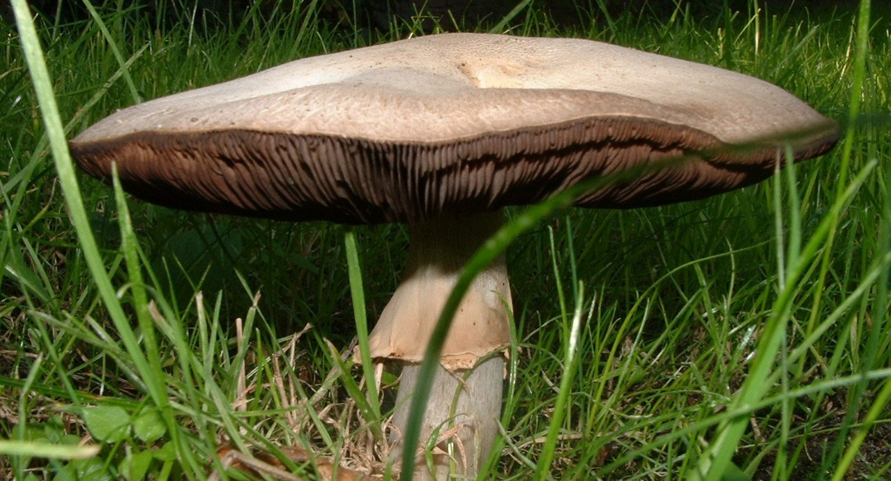 champignons-dordogne-perigord