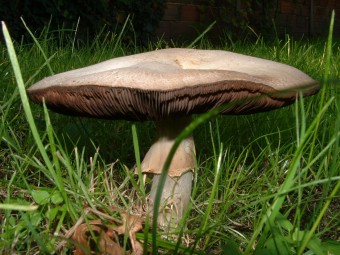 champignons-dordogne-perigord