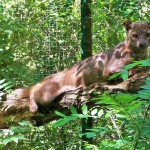 Fossa_de_la_réserve_zoologique_de_Calviac