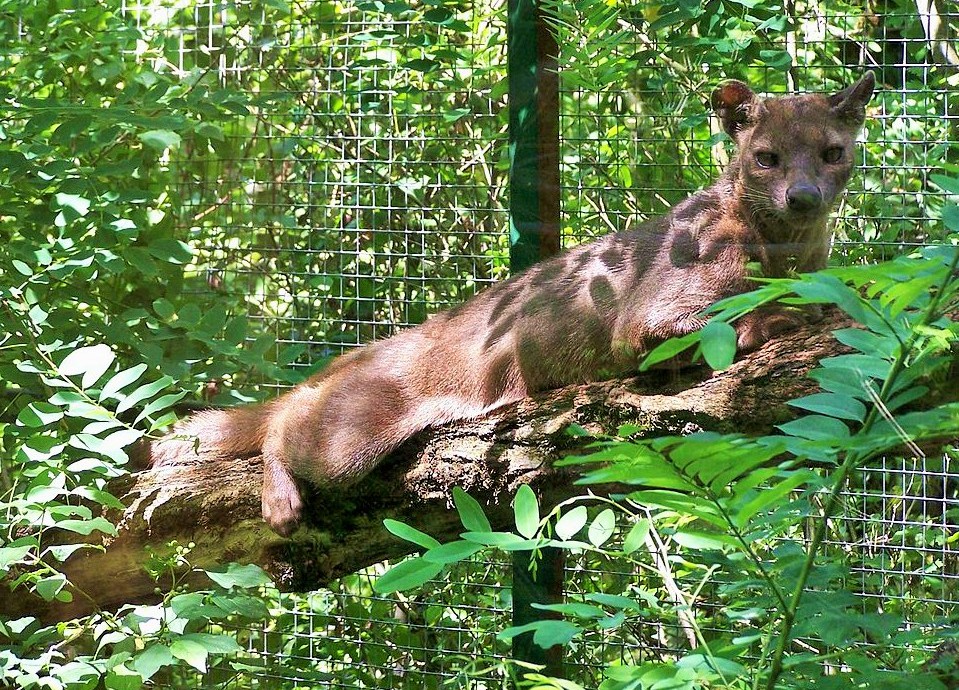 Fossa_de_la_réserve_zoologique_de_Calviac