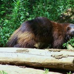 Glouton_calviac _-Loup_à_crinière_calviac_Réserve_zoologique_de_calviac_dordogne_perigord