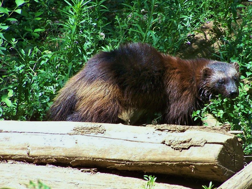 Glouton_calviac _-Loup_à_crinière_calviac_Réserve_zoologique_de_calviac_dordogne_perigord