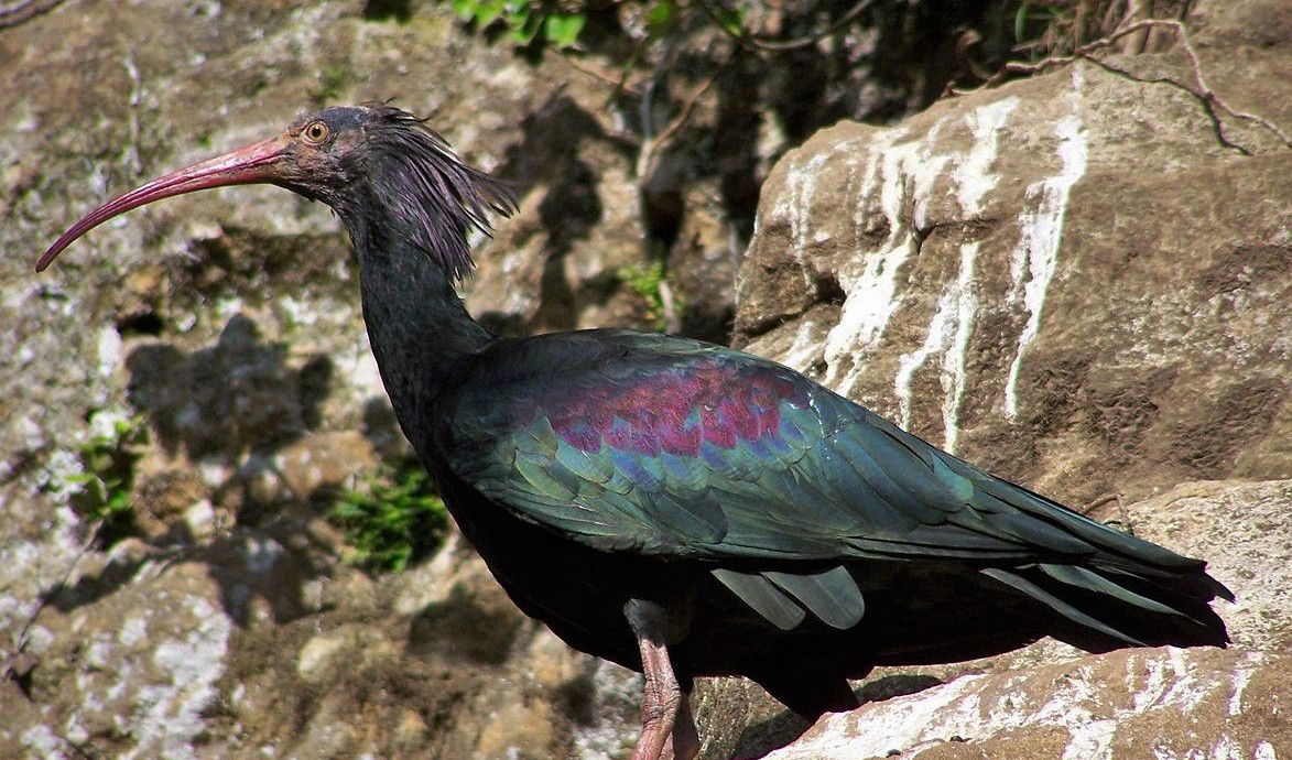 Ibis_chauve_calviac _-Loup_à_crinière_calviac_Réserve_zoologique_de_calviac_dordogne_perigord