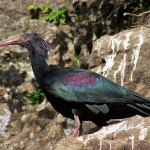 Ibis_chauve_calviac _-Loup_à_crinière_calviac_Réserve_zoologique_de_calviac_dordogne_perigord