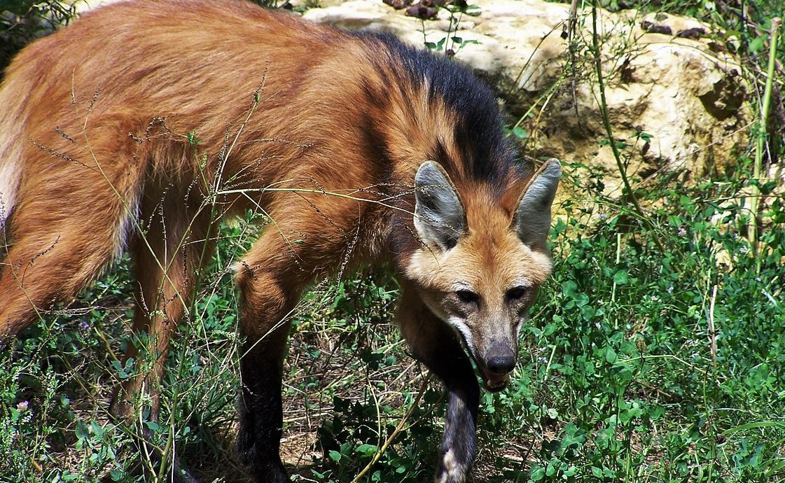 -Loup_à_crinière_calviac_Réserve_zoologique_de_calviac_dordogne_perigord