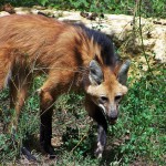 -Loup_à_crinière_calviac_Réserve_zoologique_de_calviac_dordogne_perigord