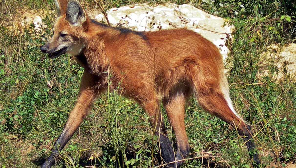 Réserve_zoologique_de_calviac_dordogne_perigord