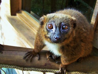 Réserve_zoologique_de_calviac_dordogne_perigord