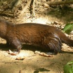 Réserve_zoologique_de_calviac_dordogne_perigord