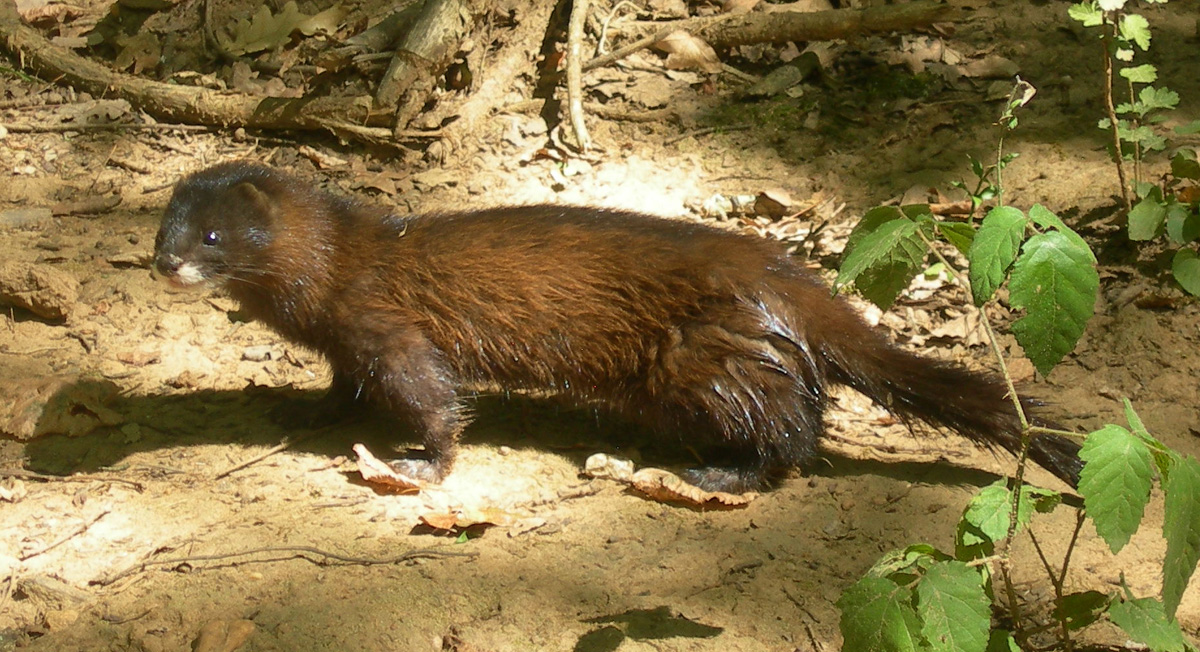 Réserve_zoologique_de_calviac_dordogne_perigord