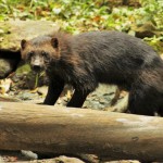 Réserve_zoologique_de_calviac_dordogne_perigord