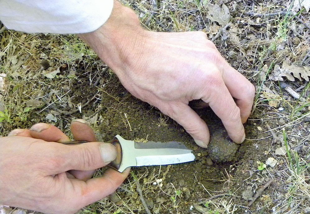 Partez à la découverte de la truffe noire du Périgord - Best of Sarlat